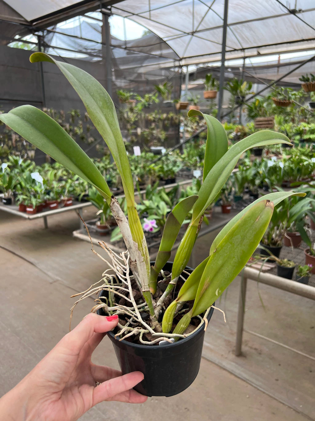 Orquídea Pot Exotic Dream x Lc Horace Máxima (266) – Adulta e Apta à Floração