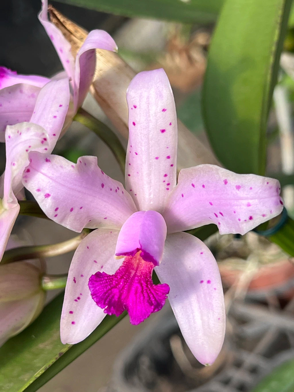 Orquídea Cattleya Amethistoglossa Adulta e apta a floração
