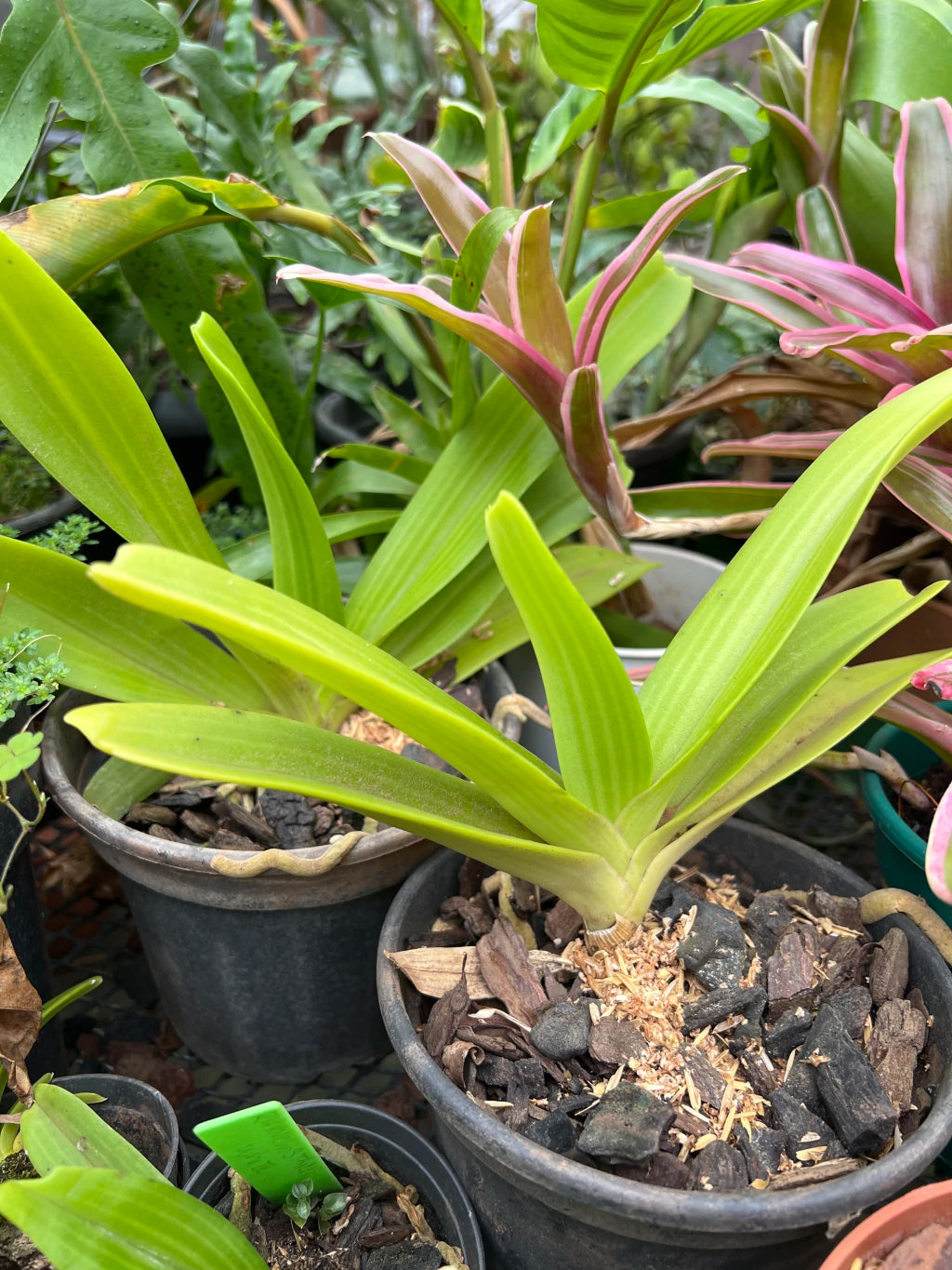 Orquídea Rhynchostylis gigantea alba – Adulta, Importada da Ásia, Flor Branca Perfumada em Cachos