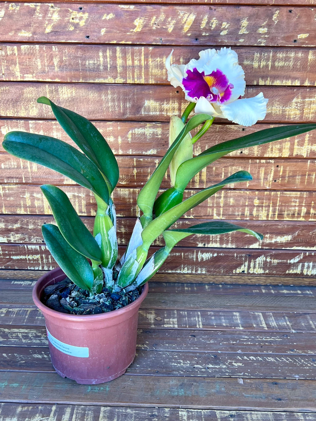 Orquídea Pot. Queen of Carnival – Flor Vibrante, Adulta e Apta à Floração
