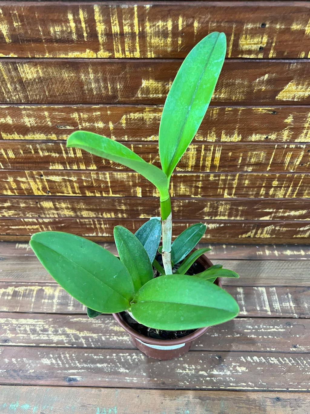 Orquídea Cattleya Bactia – Adulta e Apta à Floração, Flor em Cacho e Perfumada