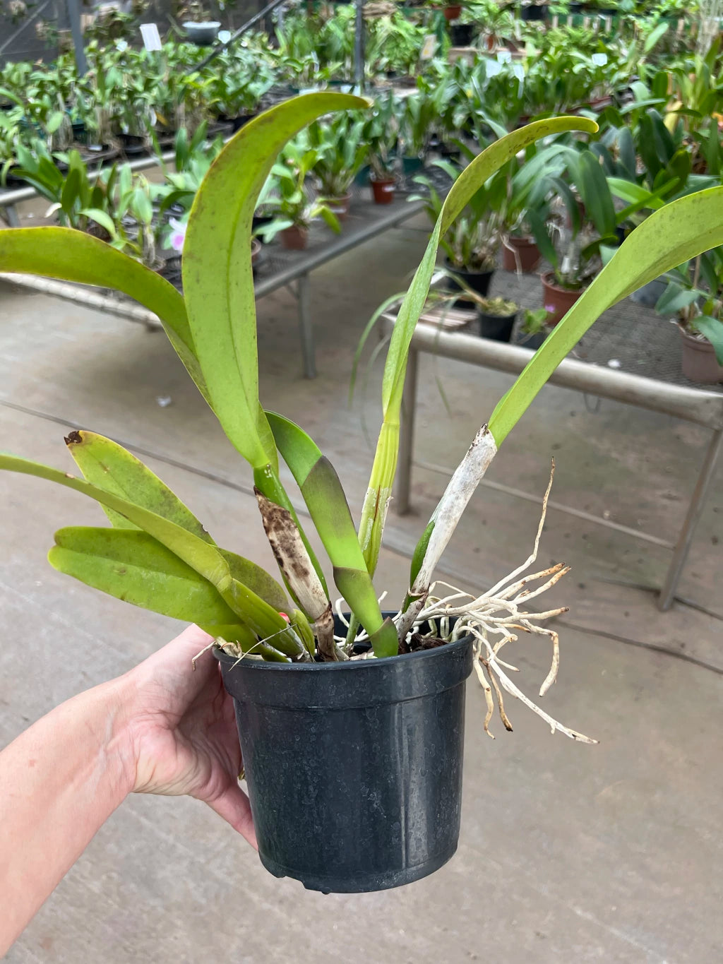 Orquídea Pot Exotic Dream x Lc Horace Máxima (266) – Adulta e Apta à Floração