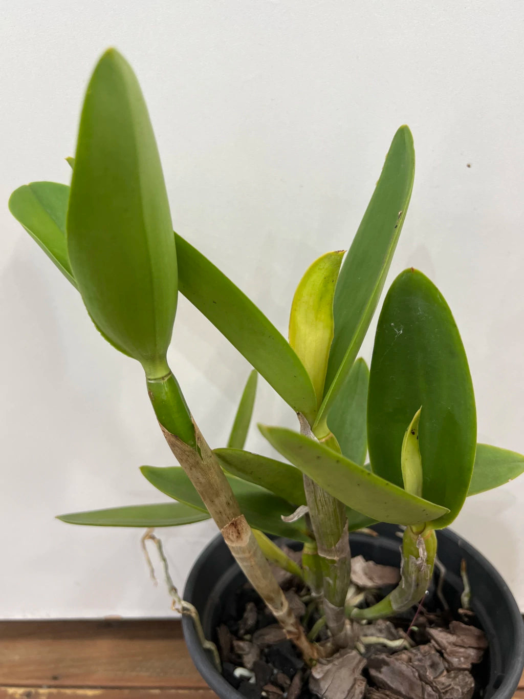 Flor Orquídea Cattleya Intermedia Flamea – Botões de flores 21.08.25