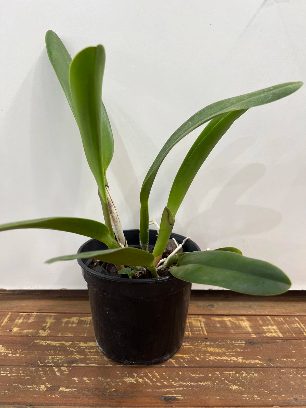 Orquídea Blc. Toshie Aoki Carmela x Erin Kobayashi Lahaina Gold – Adulto e Apta à Floração | Ms41