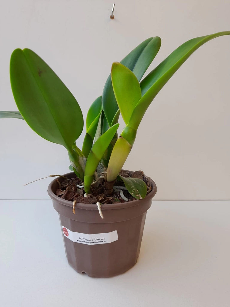 Blc. Turandot "Guaxupé" - adulta | Envio Plantada no Vaso