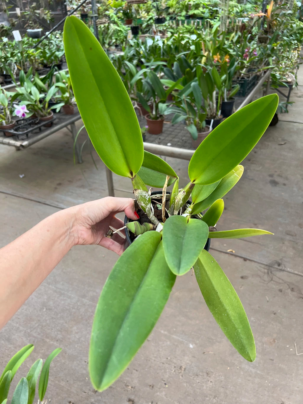 Orquídea Lc. Mildred Rives × Lc. Drumbeat × C. Virgínia Ruiz × Bc. Pastoral – Adulta e Apta à Floração (416), Flor Grande e Perfumada