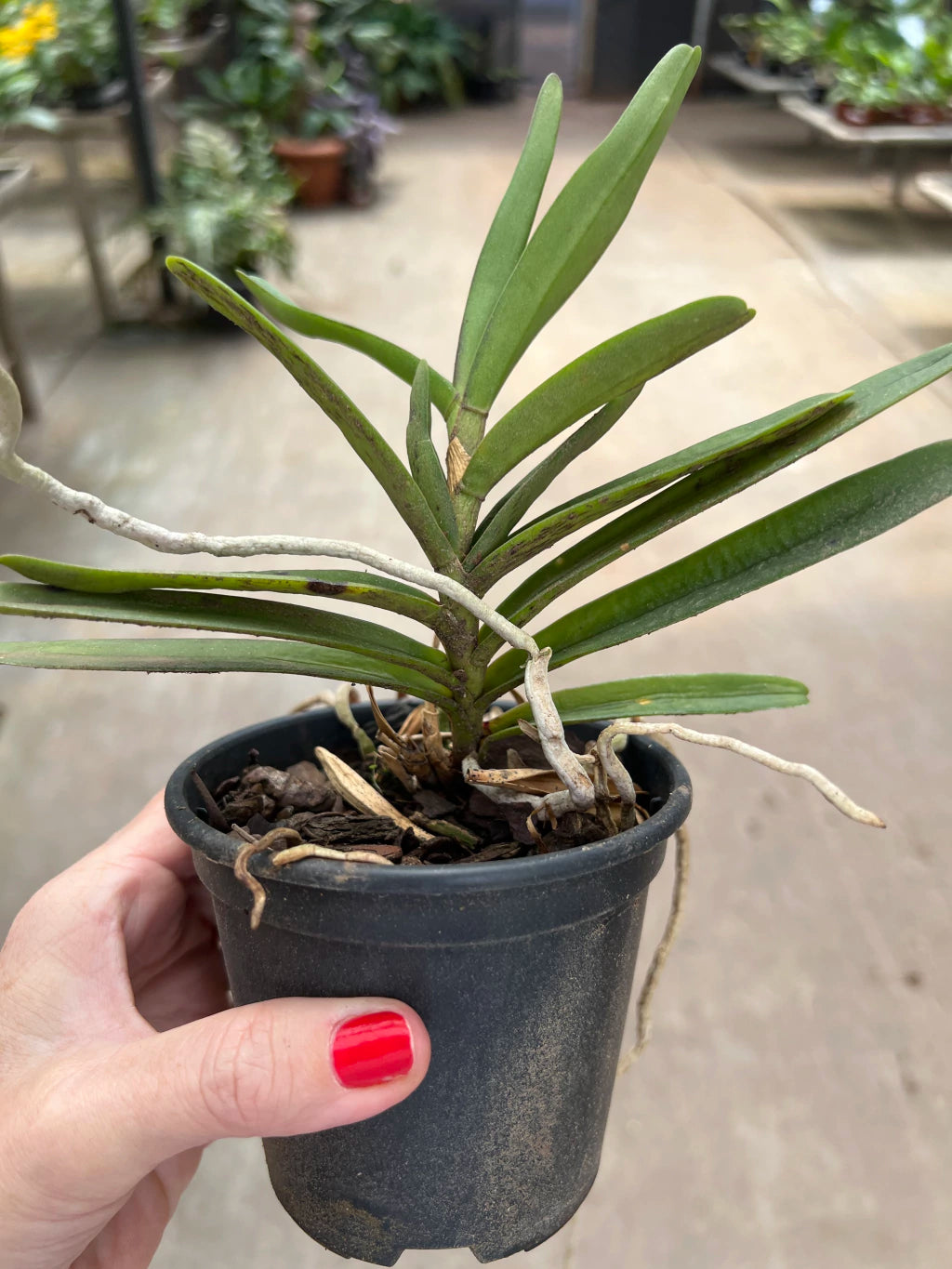 Orquídea Renanthera imschootiana × monachica – Importada, Adulta e Apta à Floração, Flor em Cachos Laranja-Vermelha