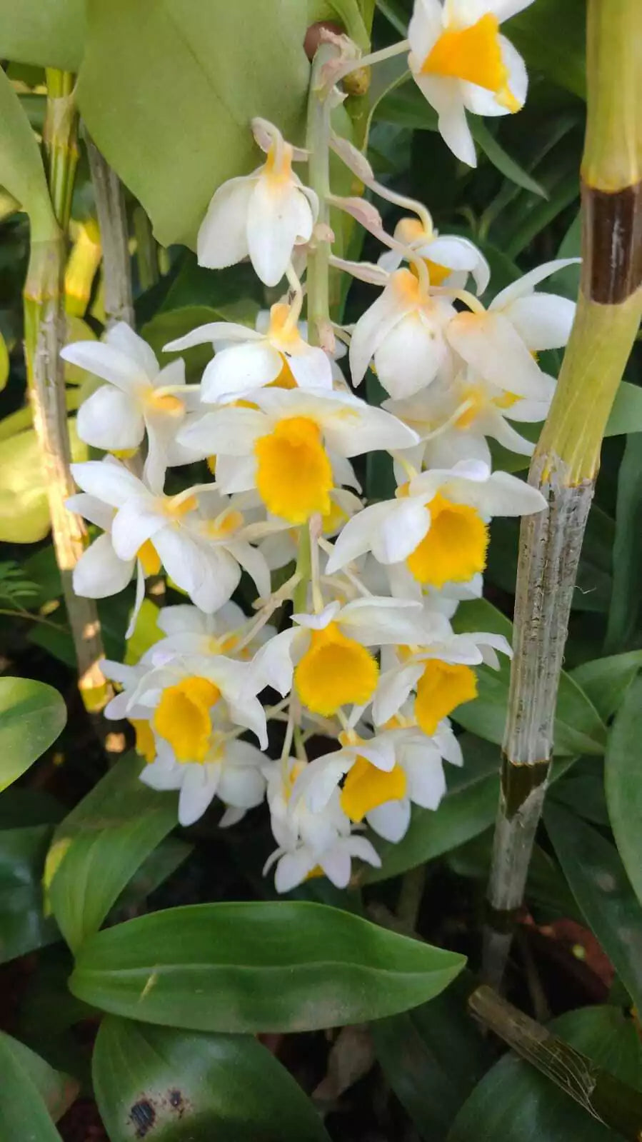 Orquídea Dendrobium Thyrsiflorum x Farmeri - Porte EG, Adulta e Aptas à Floração - Porte Grande (1055)