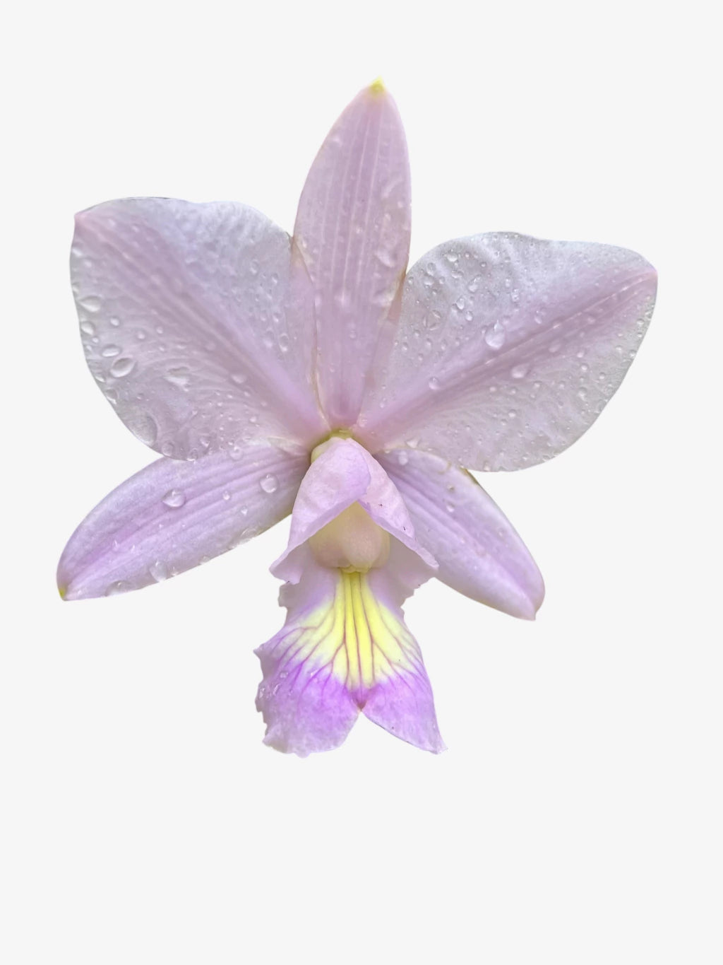 Orquídea Cattleya Nobilior Amaliae Adulta – Em Floração 01.10.25