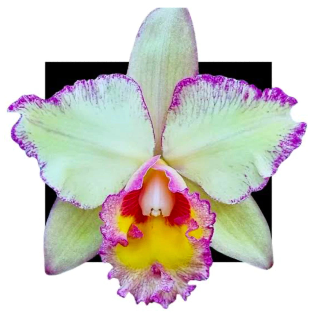 Orquídea Blc. Toshie Aoki Carmela x Erin Kobayashi Lahaina Gold – Adulto e Apta à Floração | Ms41