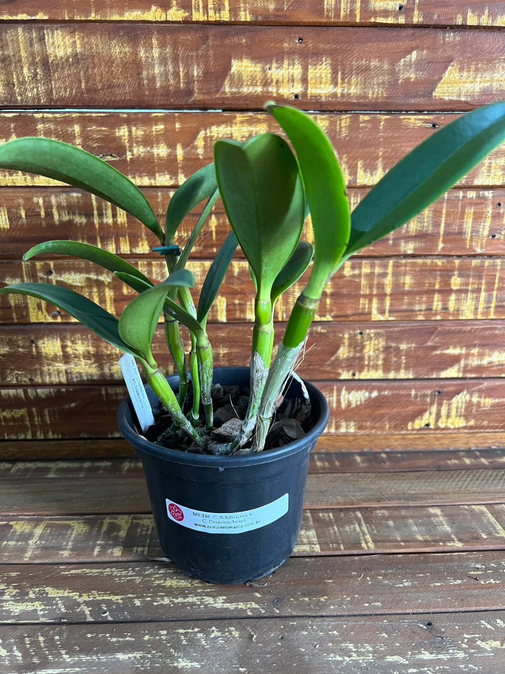 Orquídea Cattleya Schilleriana x Cruzeiro do Sul (246) – Adulta e Apta à Floração