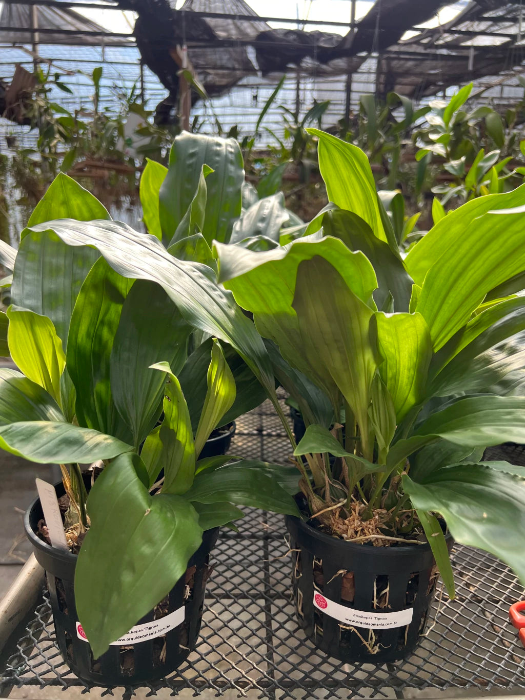 Orquídea Stanhopea Tigrina Nigroviolacea Adulta | Flor Exótica e de Fácil Cultivo!