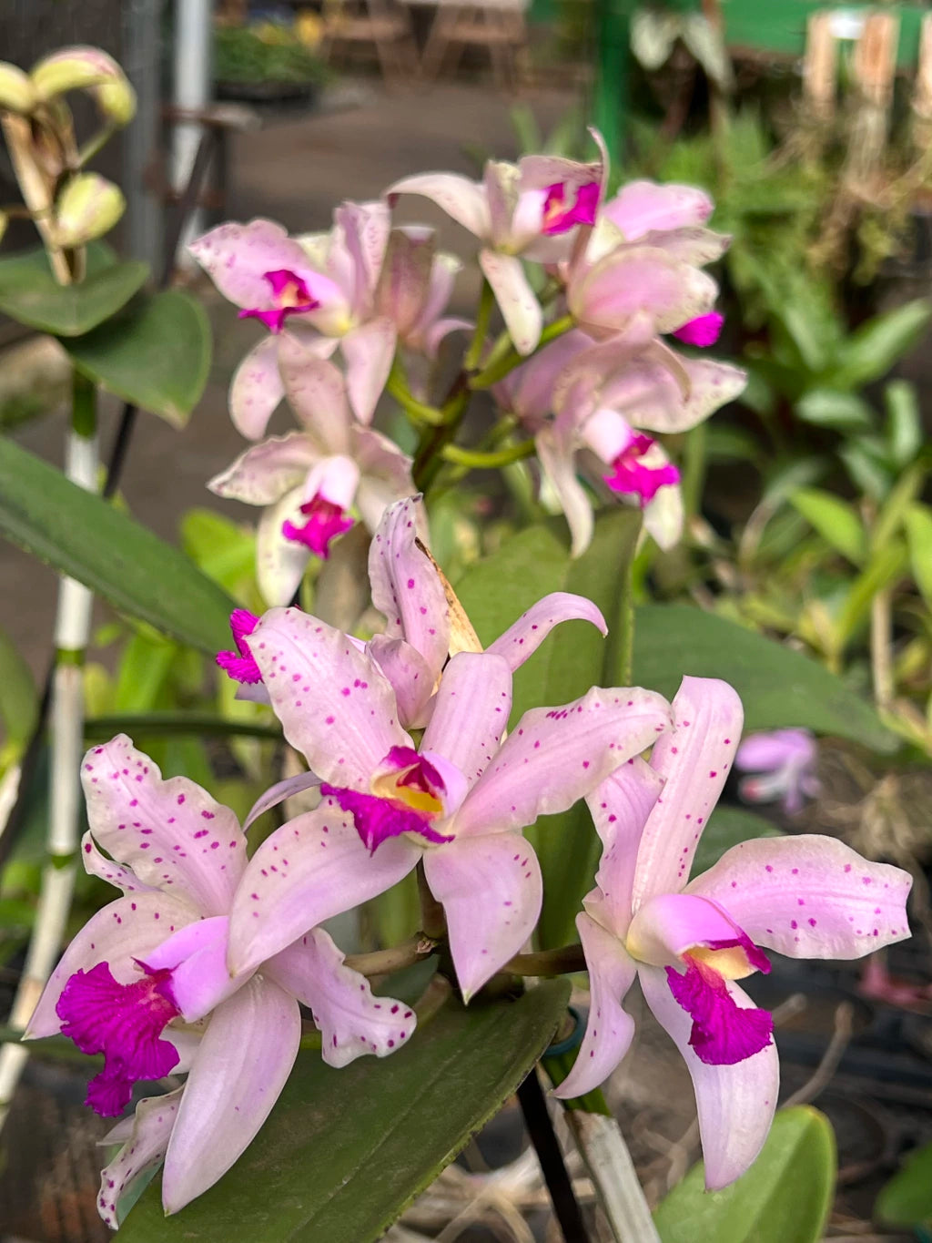 Orquídea Cattleya Amethistoglossa Adulta e apta a floração