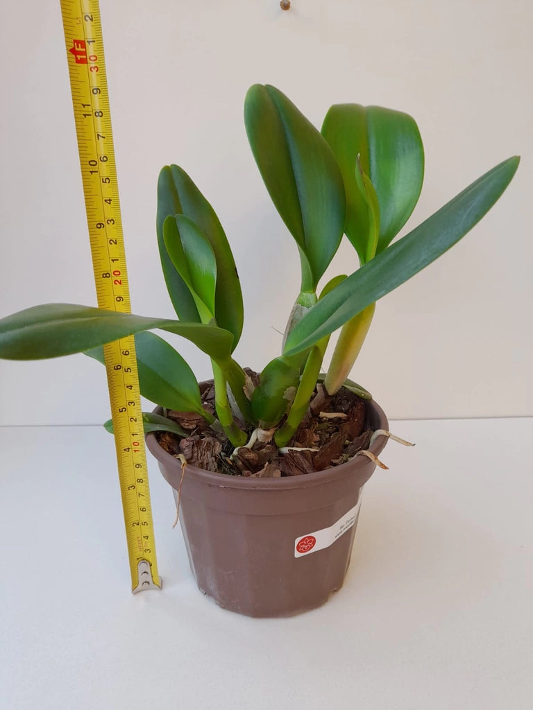 Blc. Turandot "Guaxupé" - adulta | Envio Plantada no Vaso