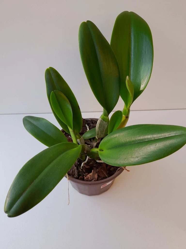 Blc. Turandot "Guaxupé" - adulta | Envio Plantada no Vaso