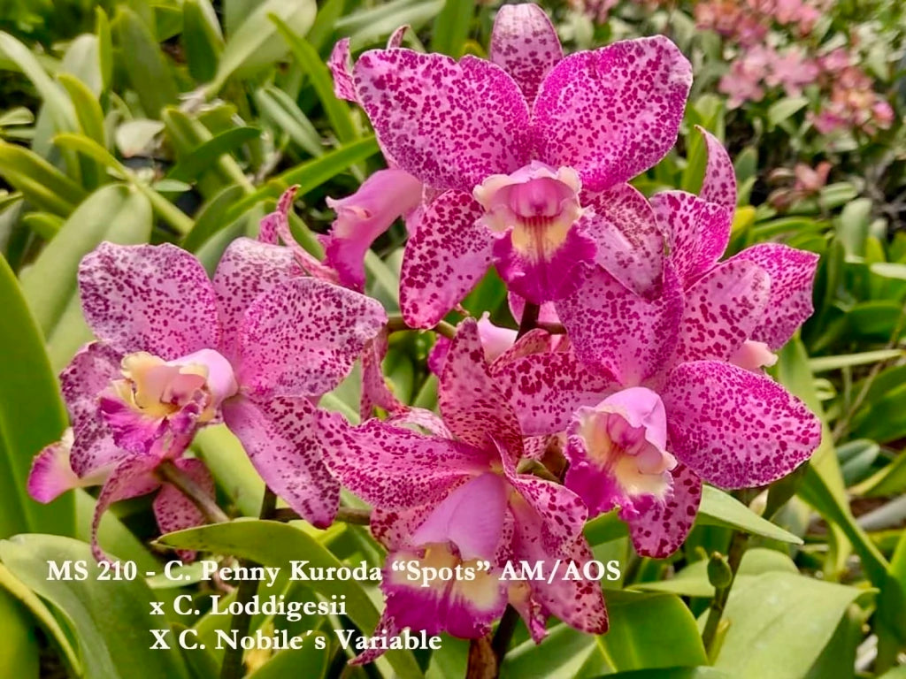 Orquídea Cattleya Penny Kuroda x Loddigesii x Nobiles Variable (210) – Adulta, com Espata e Apta à Floração