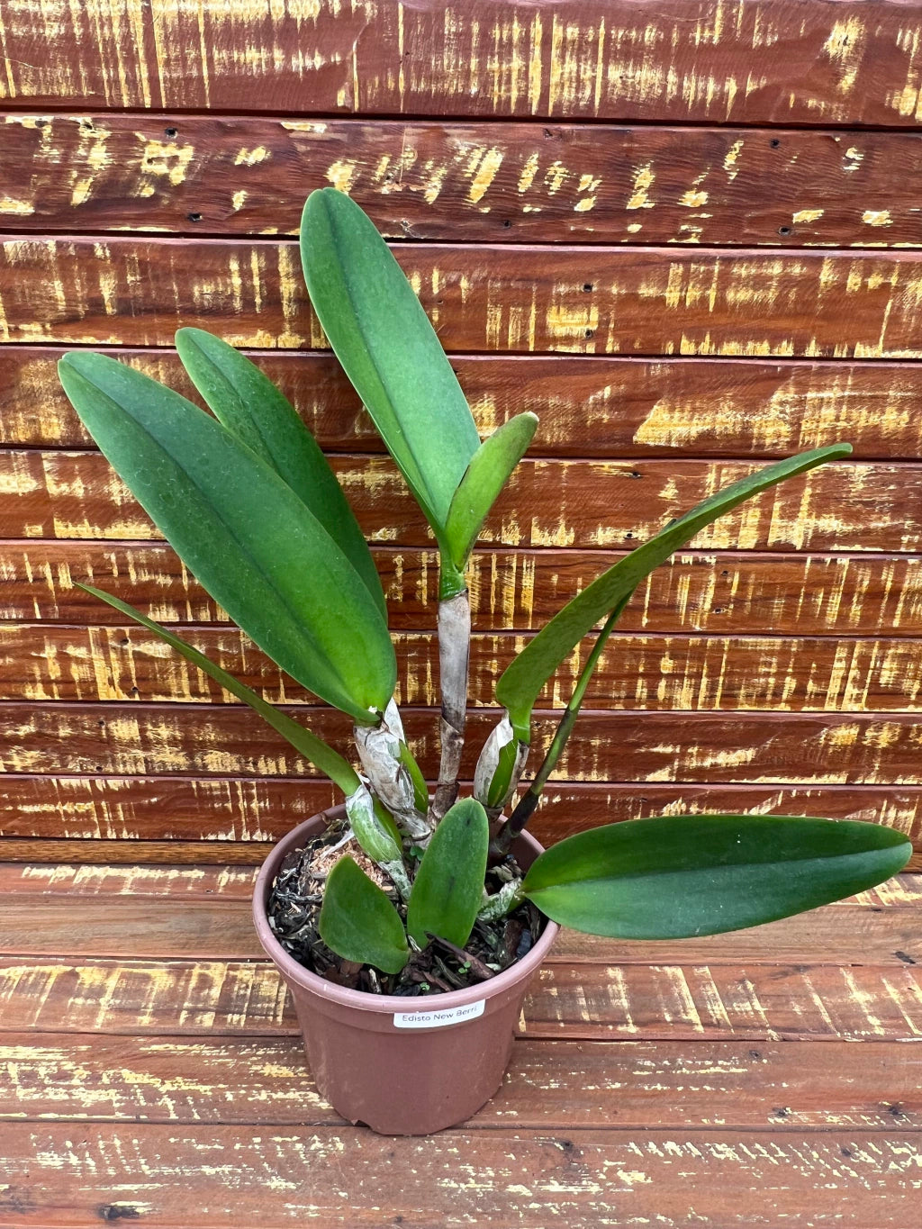 Blc. Turandot "Guaxupé" - adulta | Envio Plantada no Vaso