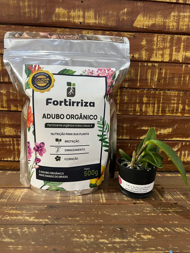 Adubo Orgânico Fortirriza 500 g + Brinde: Mudinha de Cattleya Identificada | Raízes Fortes e Floração Exuberante