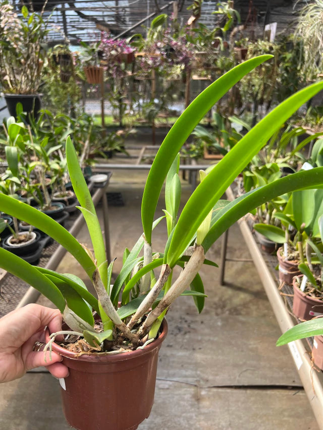 Bc. (Maikai Mayumi x Pastoral 'Innocence' - Adulta e Apta a floraçãoOrquídea Bc. (Maikai Mayumi × Pastoral ‘Innocence’) – Adulta e Apta à Floração, F