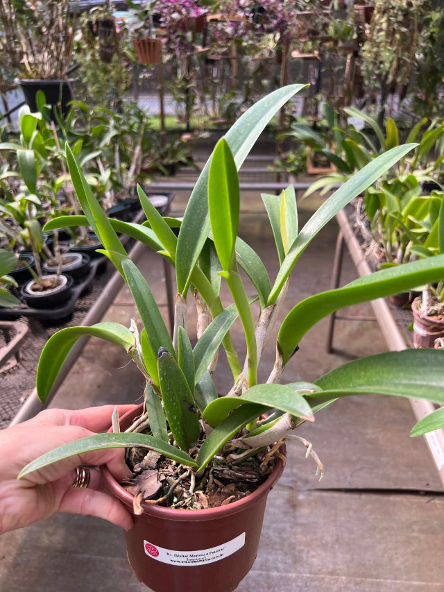 Bc. (Maikai Mayumi x Pastoral 'Innocence' - Adulta e Apta a floraçãoOrquídea Bc. (Maikai Mayumi × Pastoral ‘Innocence’) – Adulta e Apta à Floração, F