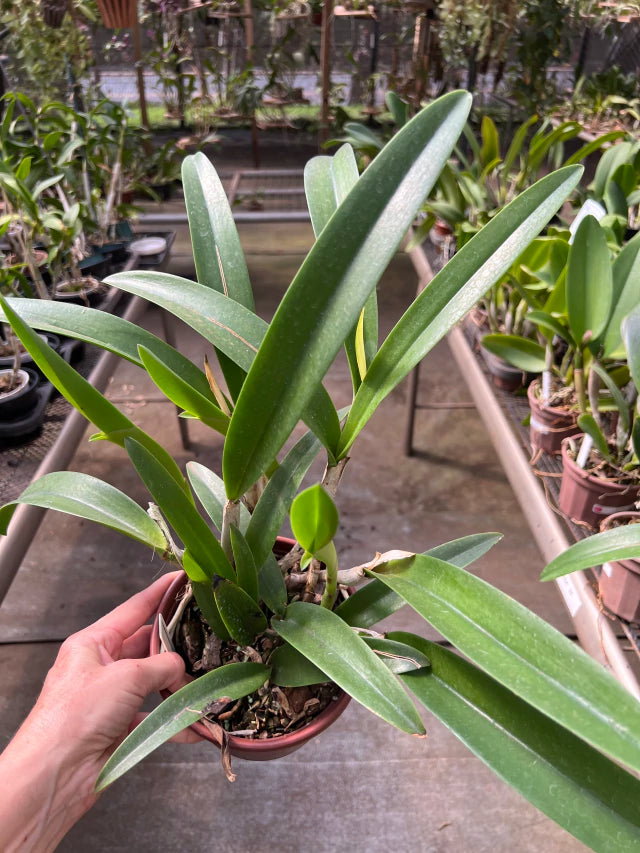 Bc. (Maikai Mayumi x Pastoral 'Innocence' - Adulta e Apta a floraçãoOrquídea Bc. (Maikai Mayumi × Pastoral ‘Innocence’) – Adulta e Apta à Floração, F