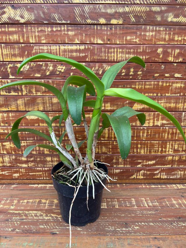 Lc. Suzuki's Red Star - Flores ou Botões em 08.01.26