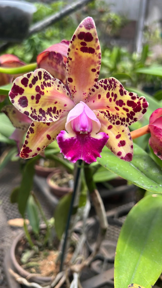 Orquídea Blc. Durigan Big Spot’s – Flor Pintalgada de Impacto | Em Final de Florada em 10/01/2026