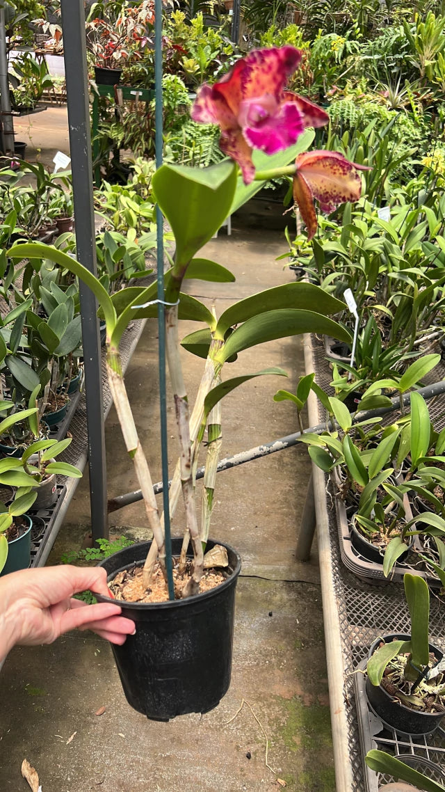 Orquídea Blc. Durigan Big Spot’s – Flor Pintalgada de Impacto | Em Final de Florada em 10/01/2026