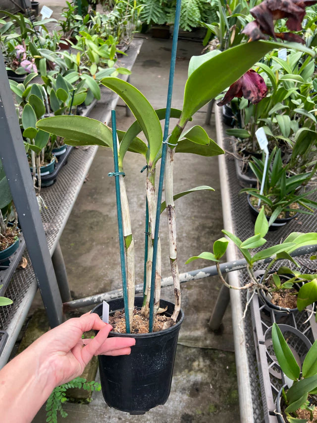 Orquídea Blc. Durigan Big Spot’s – Flor Pintalgada de Impacto | Em Final de Florada em 10/01/2026