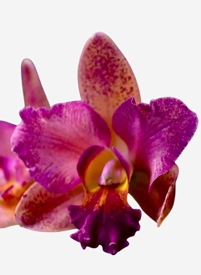 Orquídea Blc. Hawaiian Galaxy × Satisfaction – Adulta e Apta à Floração, Flor de Impacto com Labelo Marcante