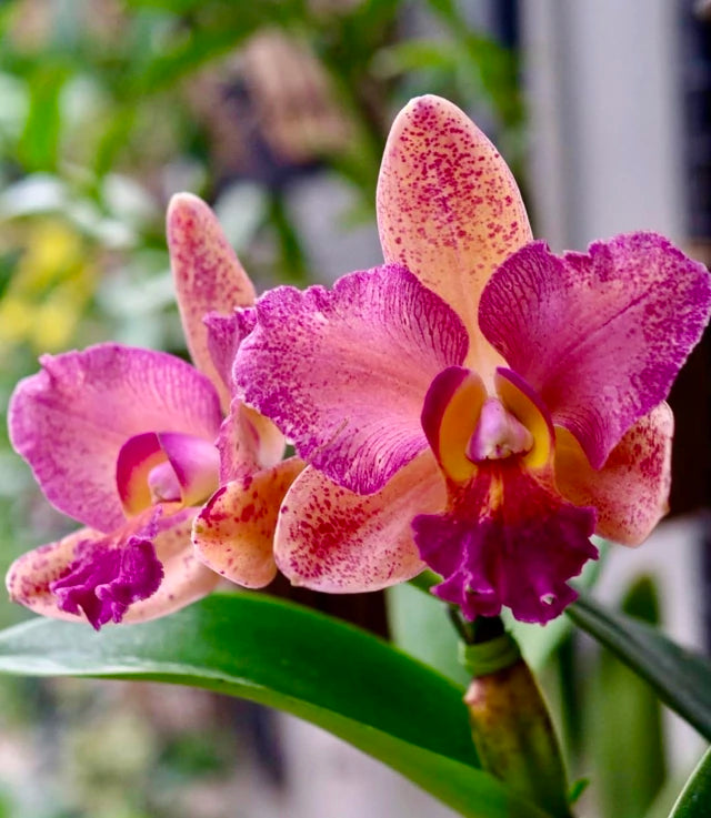 Orquídea Blc. Hawaiian Galaxy × Satisfaction – Adulta e Apta à Floração, Flor de Impacto com Labelo Marcante