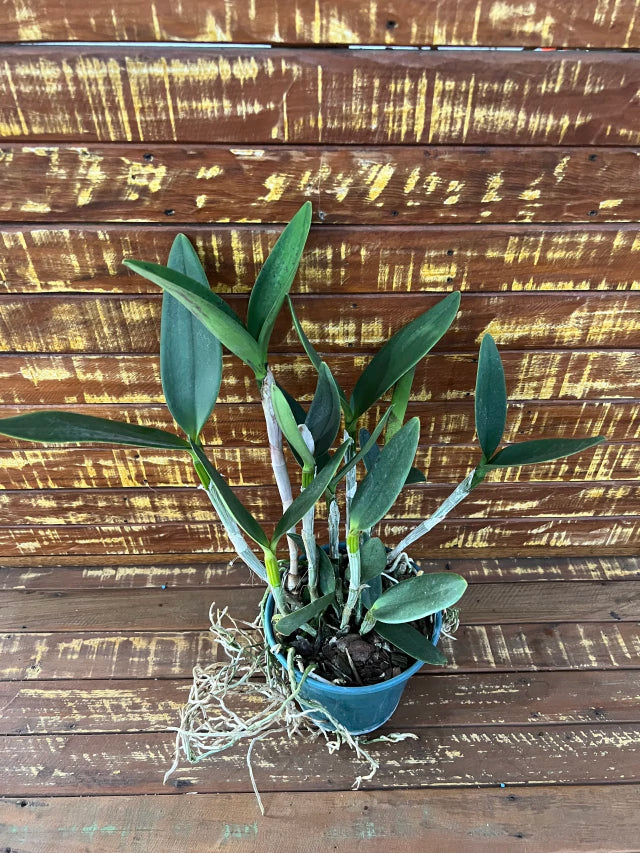 Orquídea Blc. Hawaiian Galaxy × Satisfaction – Adulta e Apta à Floração, Flor de Impacto com Labelo Marcante