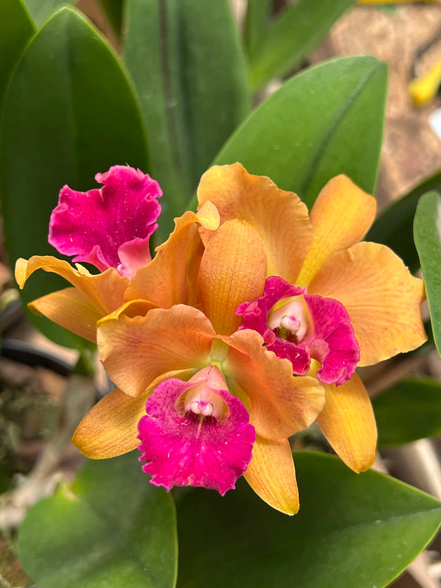 Orquídea Blc. Hobile’s Frenesi – com Flor ou Botões em 08/01/2026, Flor de Impacto e Labelo Marcante