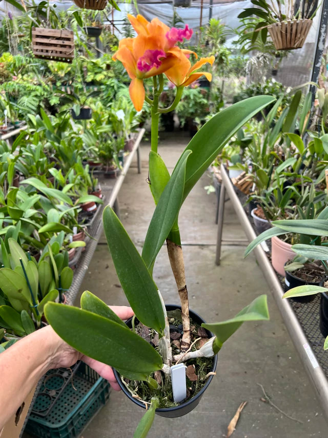 Orquídea Blc. Hobile’s Frenesi – com Flor ou Botões em 08/01/2026, Flor de Impacto e Labelo Marcante