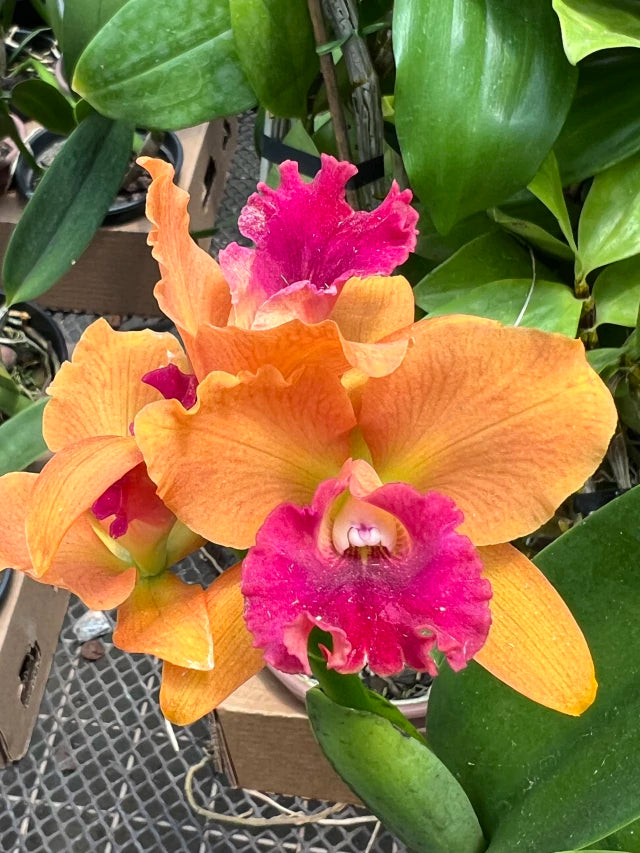 Orquídea Blc. Hobile’s Frenesi – com Flor ou Botões em 08/01/2026, Flor de Impacto e Labelo Marcante