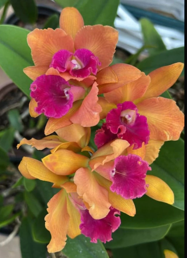 Orquídea Blc. Hobile’s Frenesi – com Flor ou Botões em 08/01/2026, Flor de Impacto e Labelo Marcante