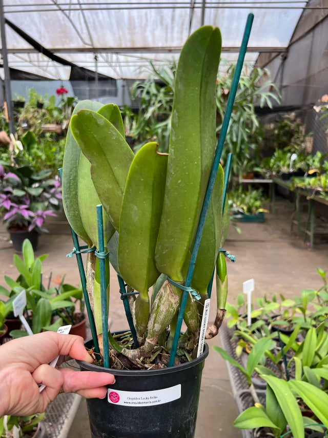 Orquídea Blc. Lucky Strike “Golden Ring” – Adulta, Apta à Floração | Flor Grande, Pink com Anel Dourado (Corte de Matriz)