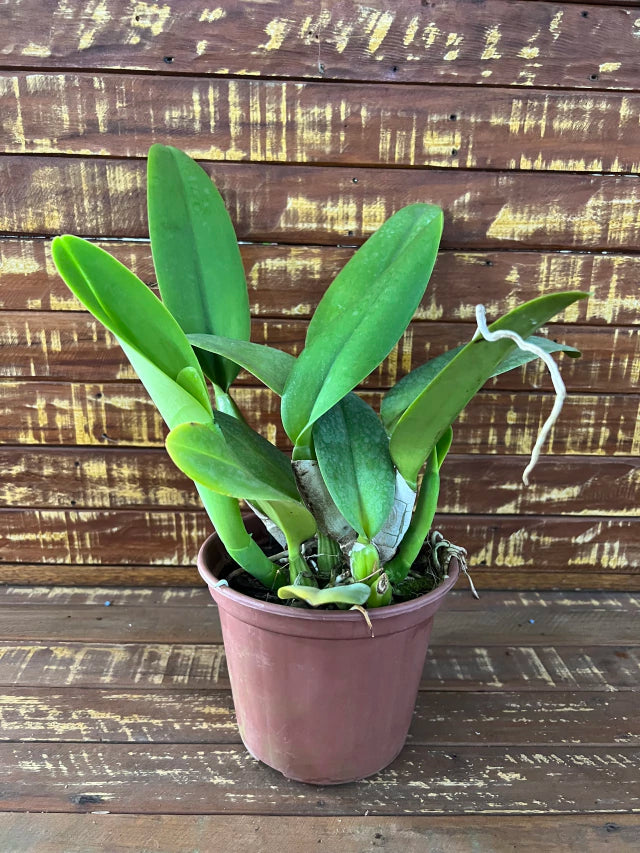 Orquídea Blc. Melody Fair ‘Carol’ – Adulta e Apta à Floração, Flor Grande e Perfumada com Labelo Marcante