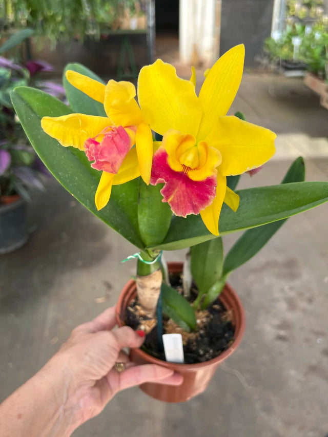 Orquídea Blc. Rodrigo Suzuki – com Flor ou Botões em 08/01/2026, Flor de Impacto e Labelo Marcante