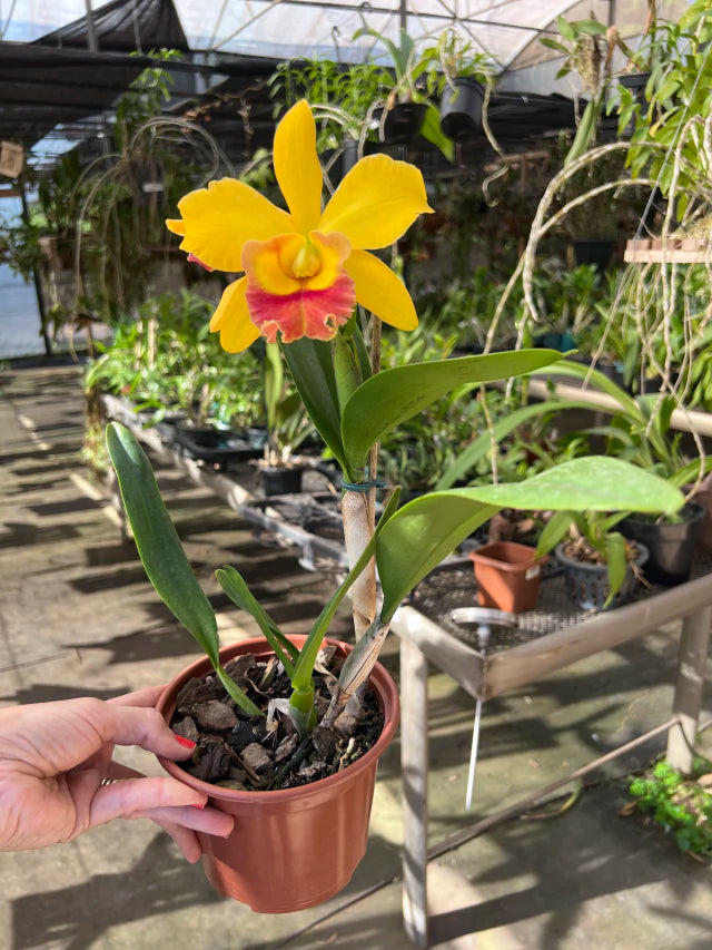 Orquídea Blc. Rodrigo Suzuki – com Flor ou Botões em 08/01/2026, Flor de Impacto e Labelo Marcante