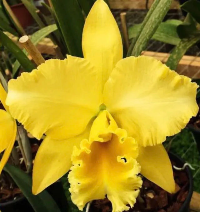Orquídea Blc Delta King “Tangerglow” – Flor Exuberante, Adulta e Apta à Floração