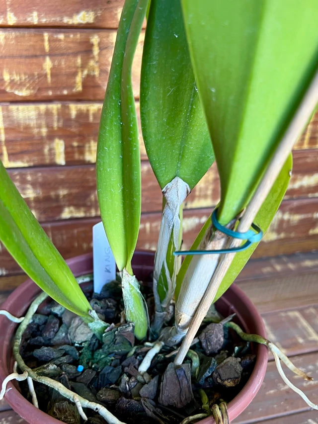 Orquídea Blc Delta King “Tangerglow” – Flor Exuberante, Adulta e Apta à Floração