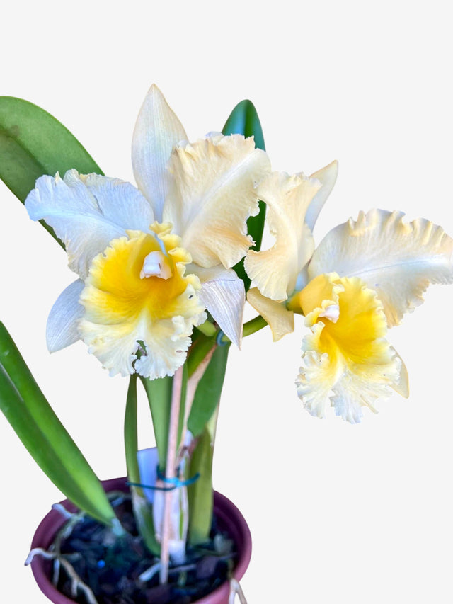 Orquídea Blc Delta King “Tangerglow” – Flor Exuberante, Adulta e Apta à Floração