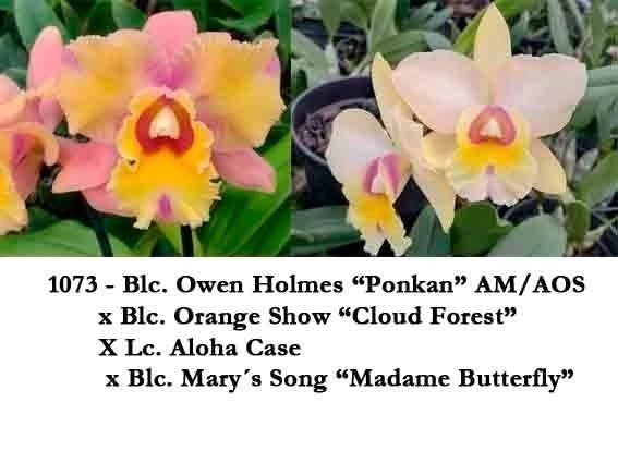 Orquídea Blc Owen Holmes x Orange Show x Aloha Case x Mary Song – Adulta e Apta à Floração