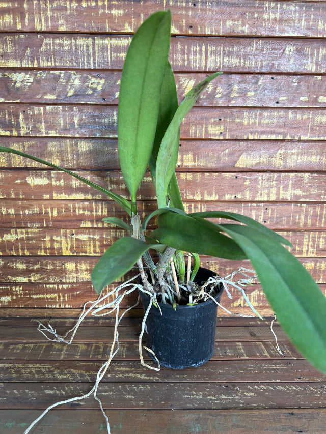 Orquídea Blc Owen Holmes x Orange Show x Aloha Case x Mary Song – Adulta e Apta à Floração