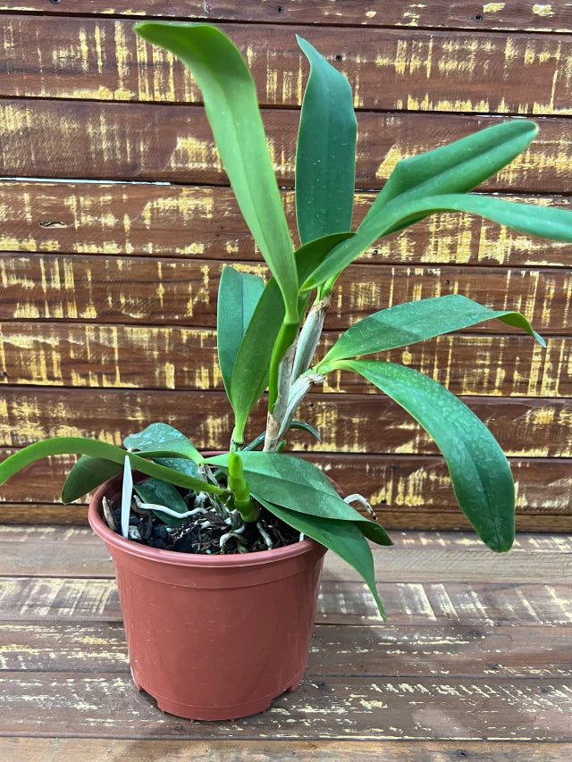 Orquídea Blc Toshie Aoki – Flor ou Botão em 08.01.26| Flor amarela vibrante