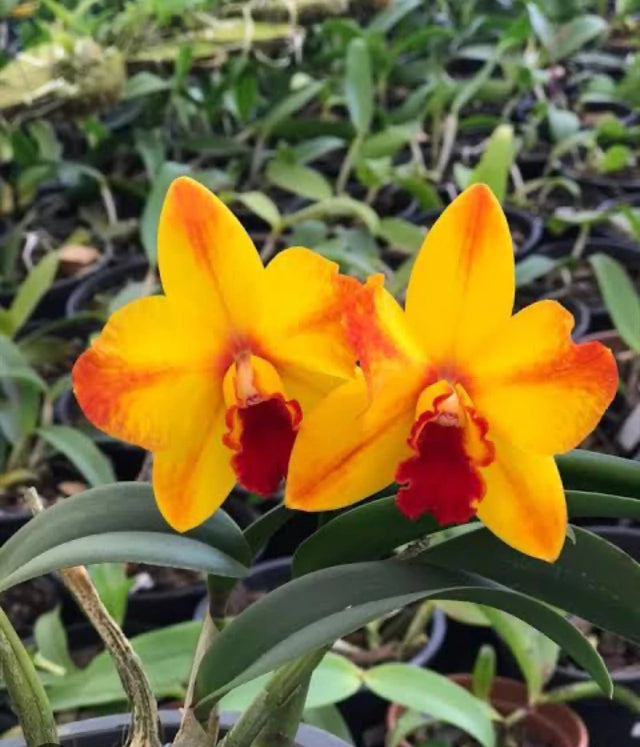 Orquídea Cattleya Ayrton Senna – Mudinha (Juvenil) para Dar Flor em ~2 Anos