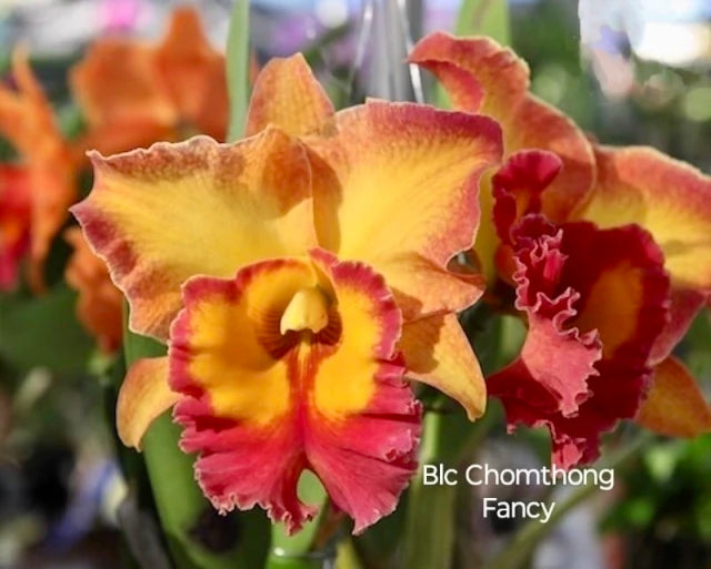 Orquídea Cattleya Chomthong Fancy Adulta no Vaso – Apta para Floração