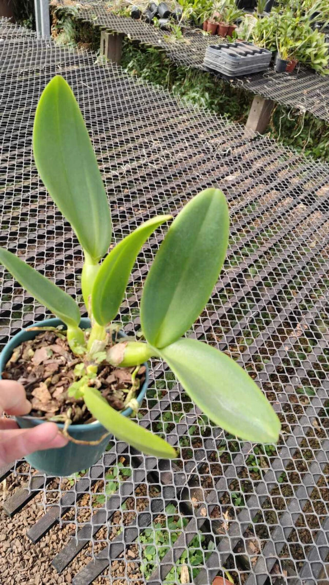 Orquídea Cattleya Chomthong Fancy Adulta no Vaso – Apta para Floração