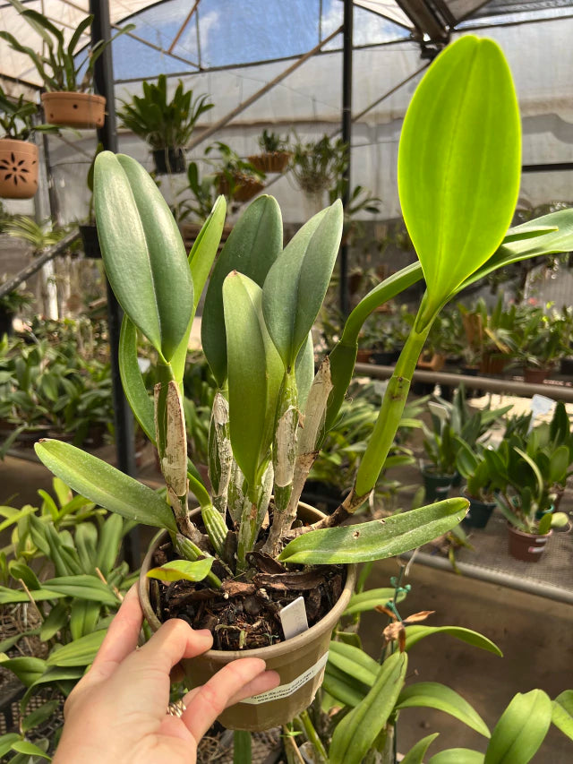 Orquídea Cattleya Excellency × Gigas – Adulta, Muitas com Espata (05/11/2025), Flor Grande e Perfumada